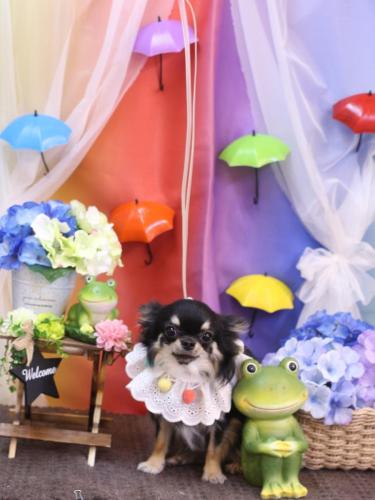 20230603プリンちゃん